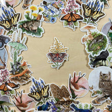 Load image into Gallery viewer, Vinyl Sticker - Cecropia Moth On Goldenrod