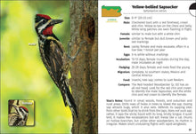 Load image into Gallery viewer, Birds of Pennsylvania Field Guide 3e