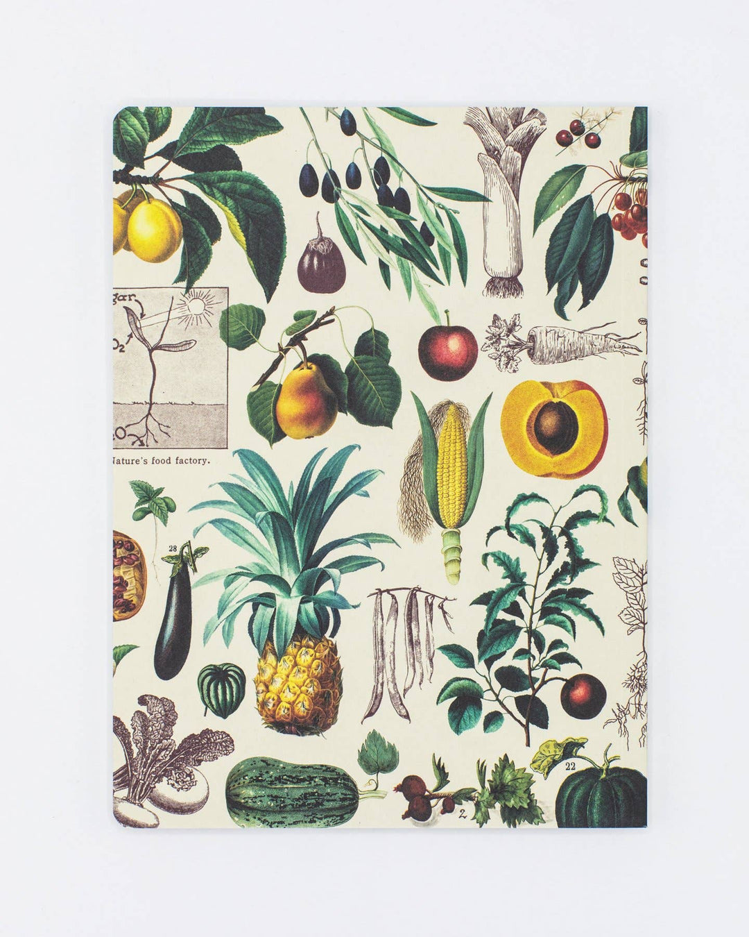 Fruits &amp; Vegetables Softcover - Dot Grid